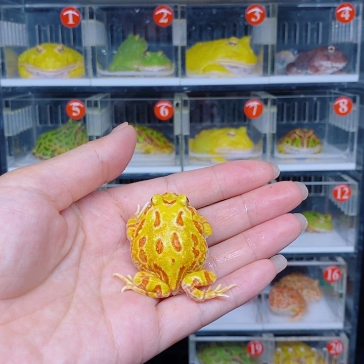 角蛙恭喜发财大吉大利