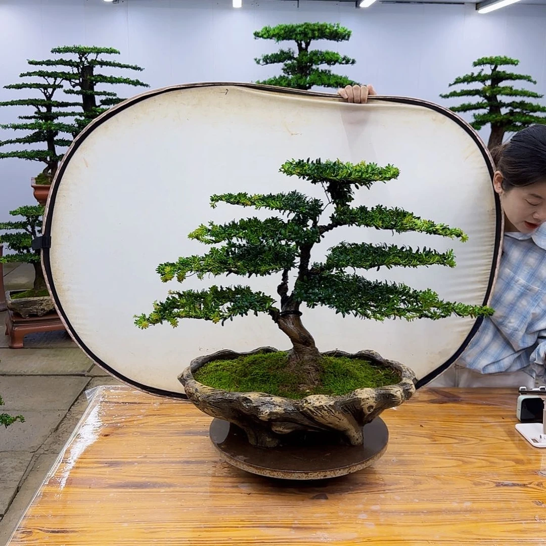 无花朵盆景直播间一物一拍