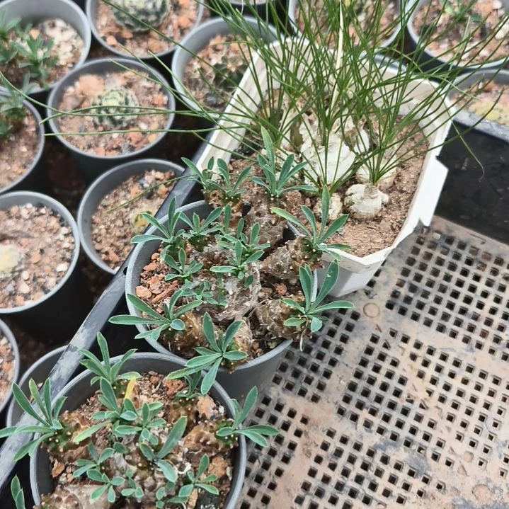 无花朵先****3个。。。