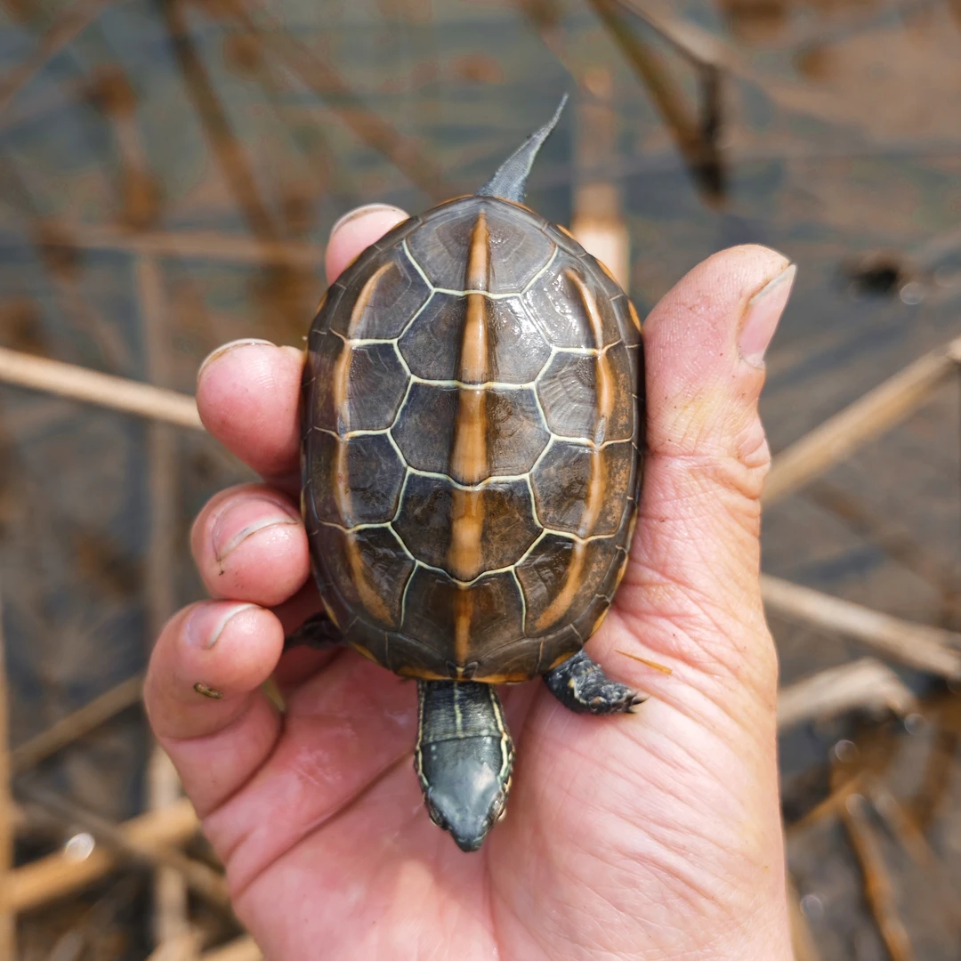 宠物龟草龟新手养小乌龟好养的乌龟梭子甲高龙骨绿头花脸皖南草龟