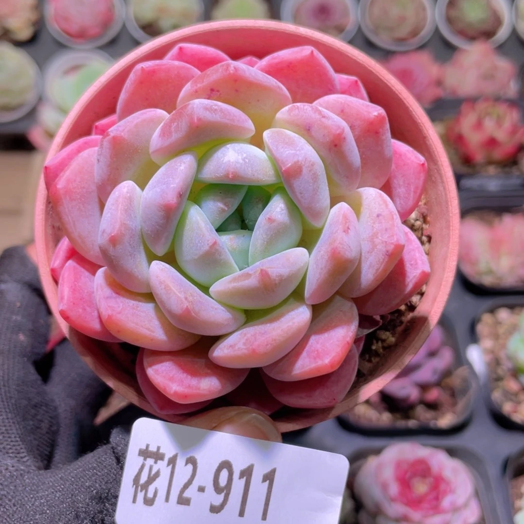 花利美12-911冰糖