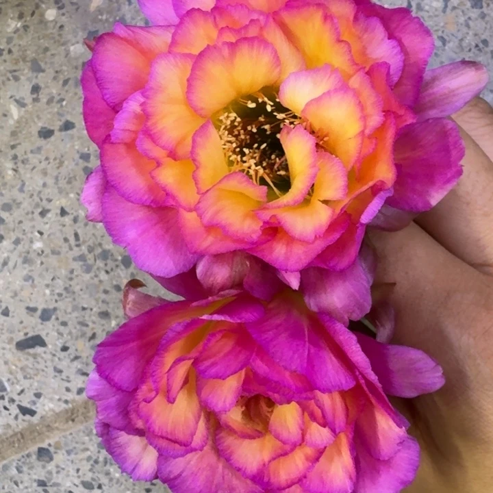 60毛花柱苏乞儿歪3公分左右无根侧牙，20包邮