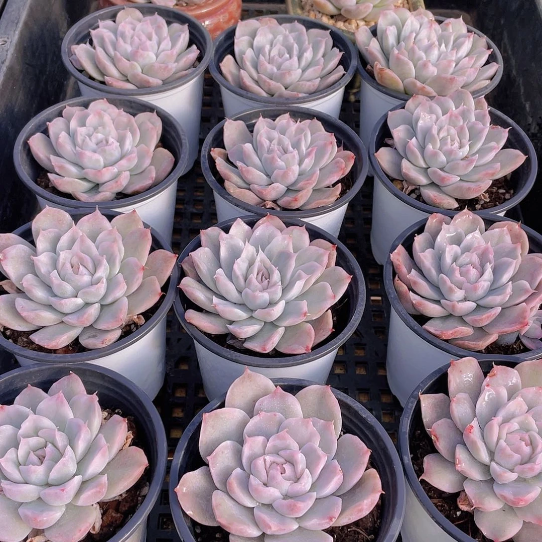 量拍81号 辛普森锦单头2个