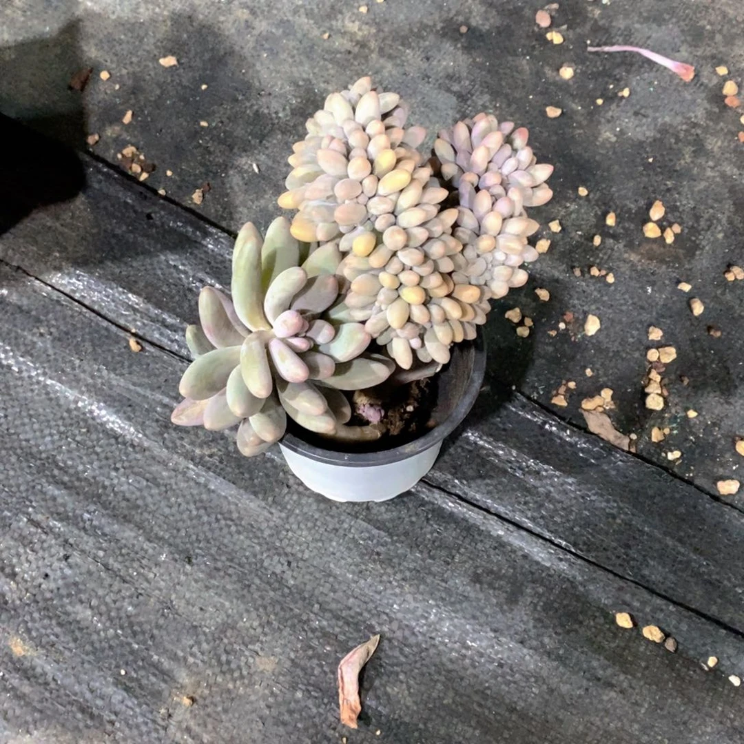 ****猫汤圆缀化多肉植物