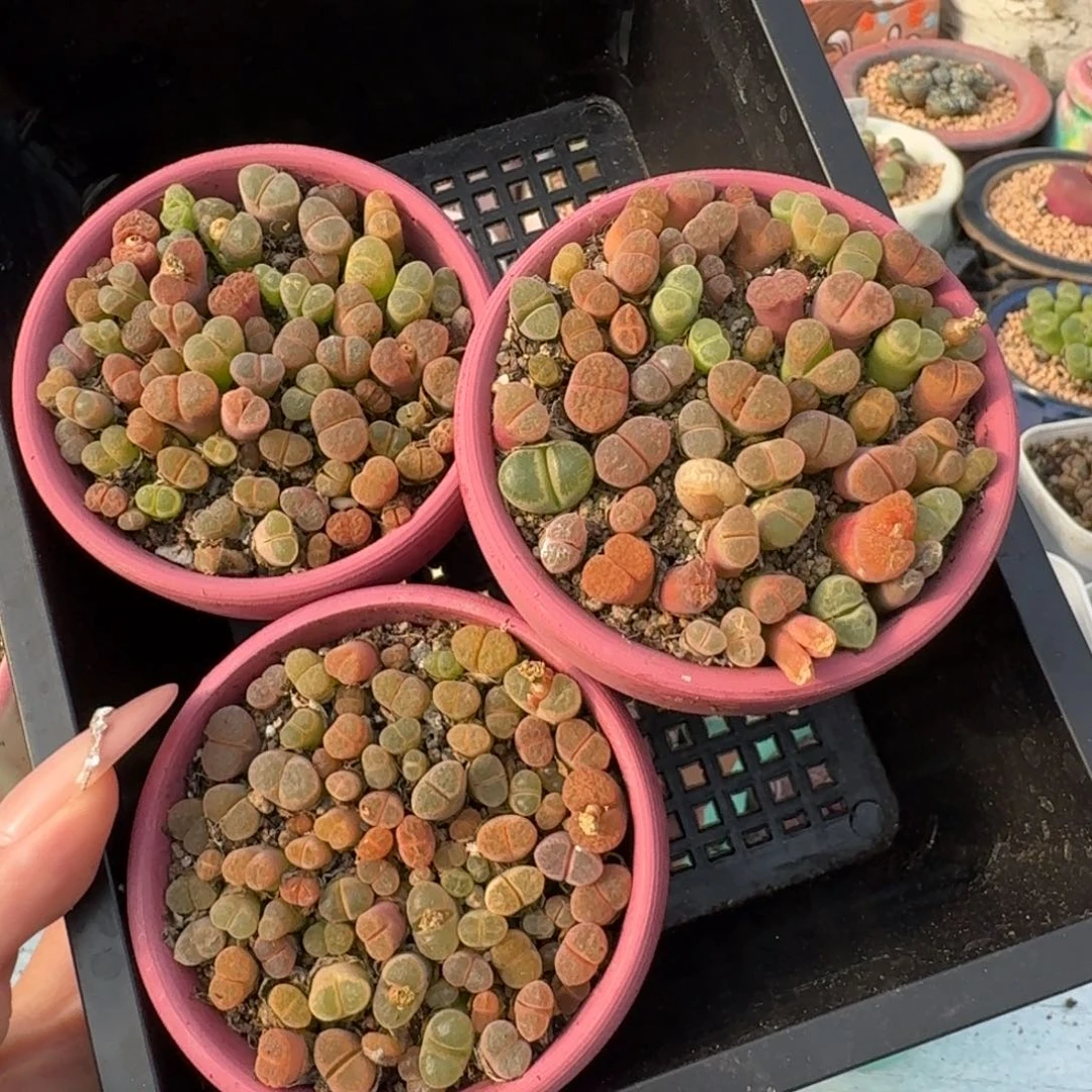 带陶盆风铃混合切糕福利一盆