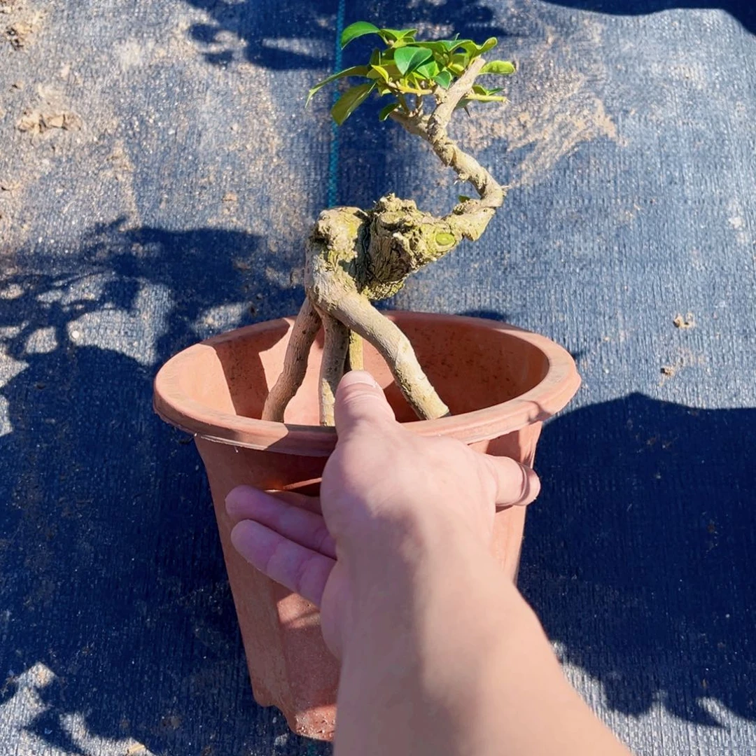 无花朵缺*小叶紫老桩