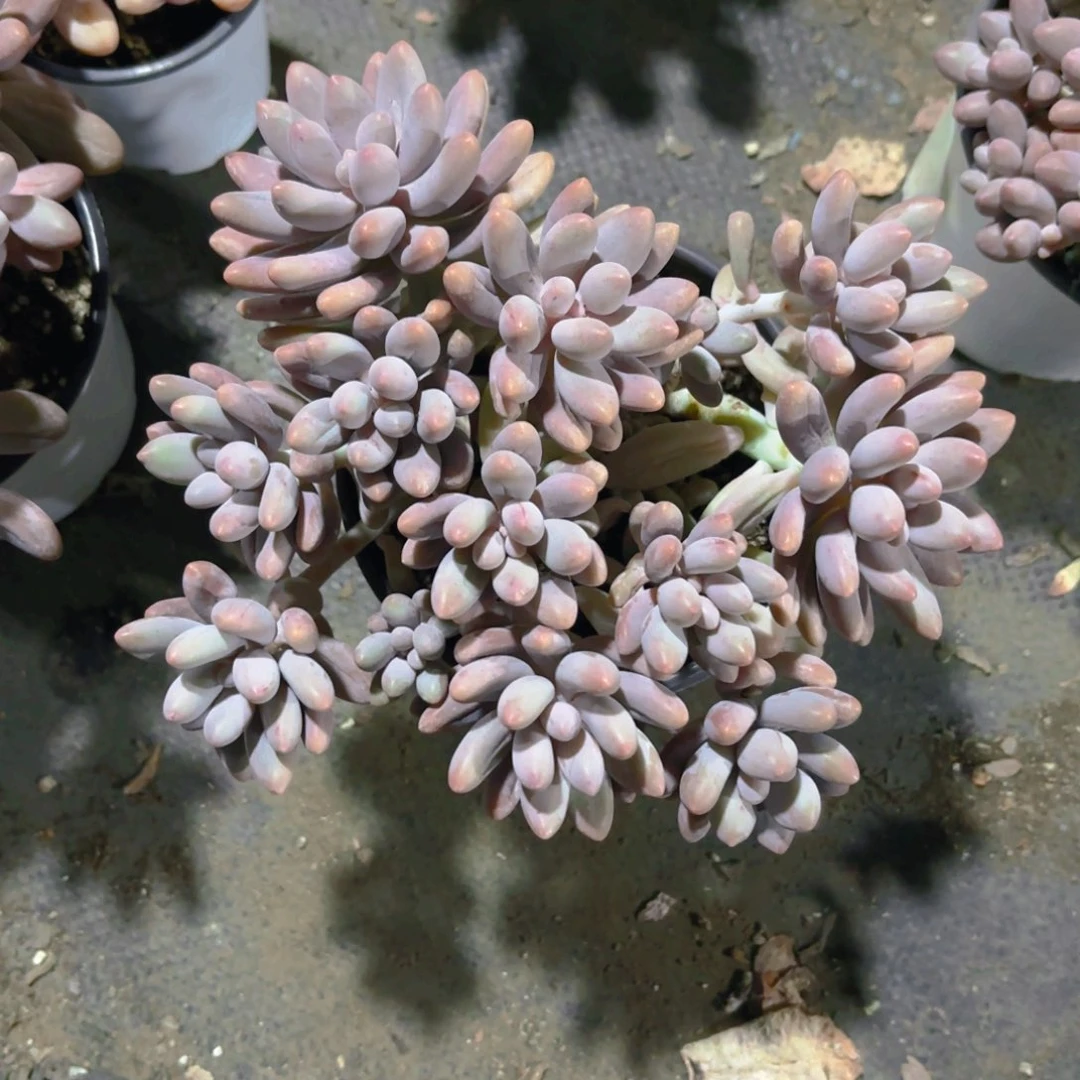 粉色恋人13cm新疆包邮福利
