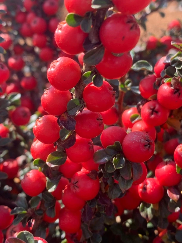 荀子 忍冬 直播专用链接
