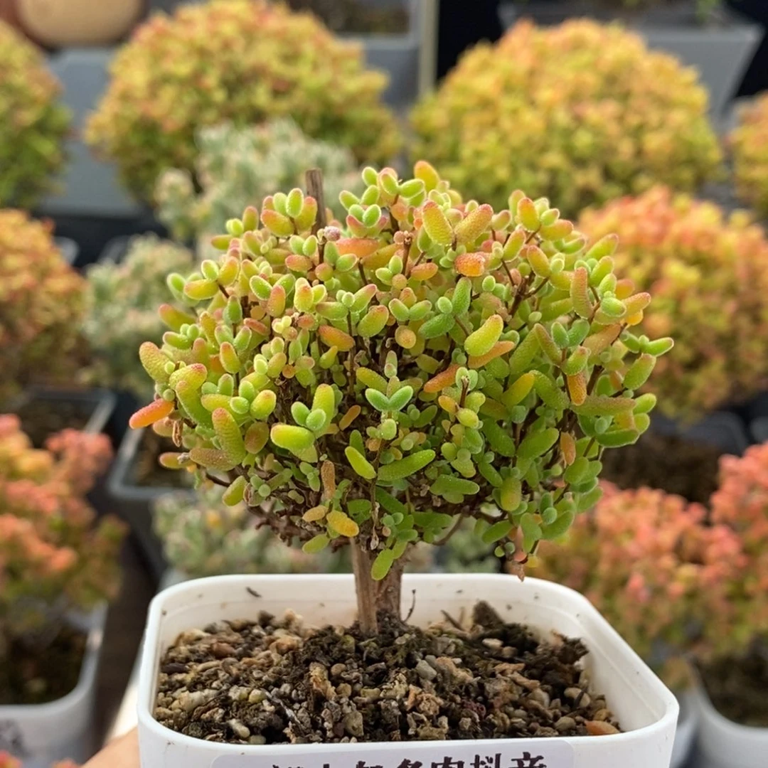 蜜橘糖球0753枝干番杏