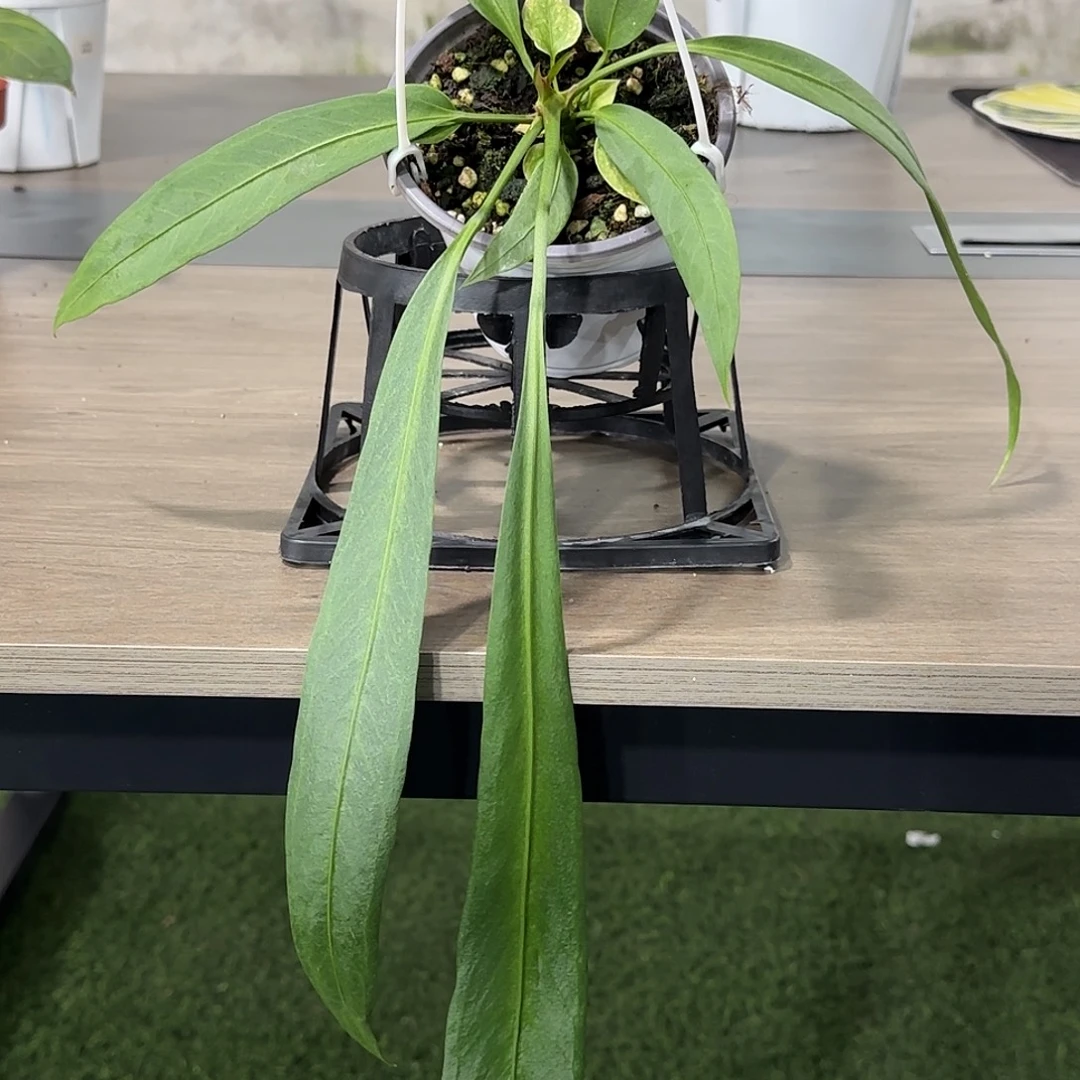 无花朵维他领带花烛