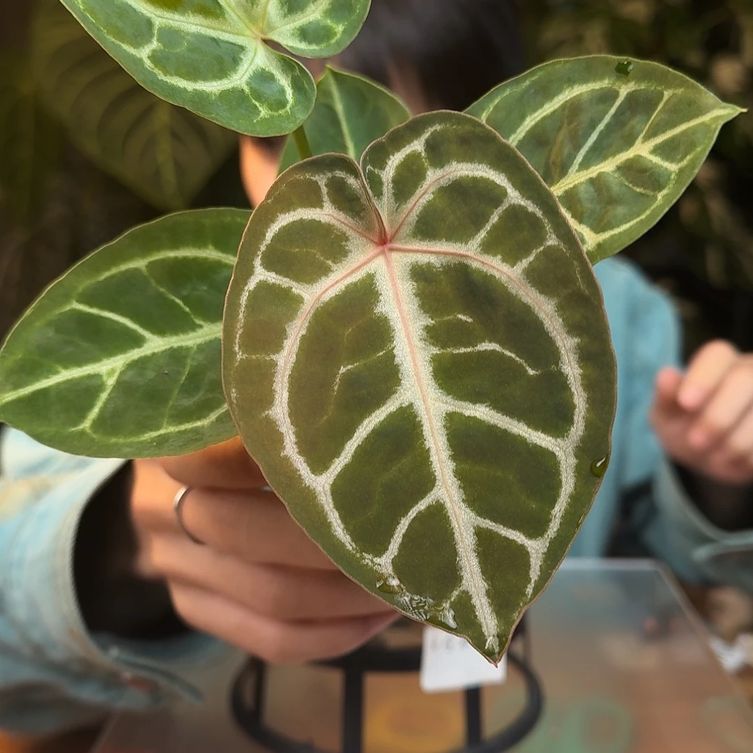 完全开放B173zara杂skg银