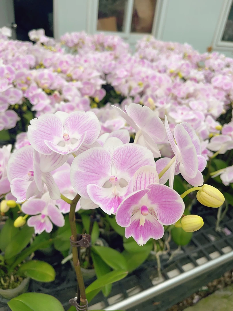 05【倾心】中花型.精品蝴蝶兰