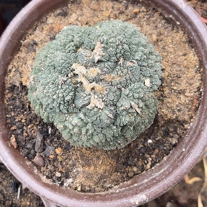 苗接落地有根哥斯拉