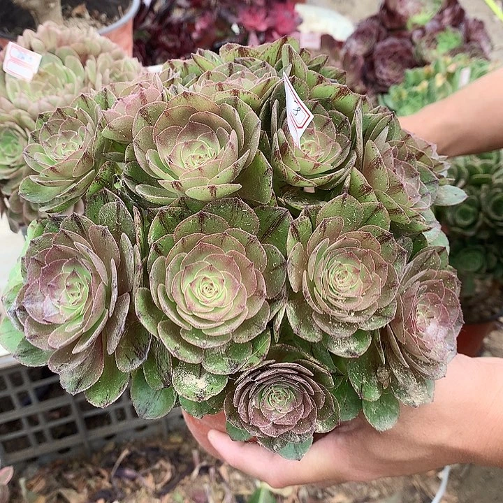 快**心859万拉丝多肉植物