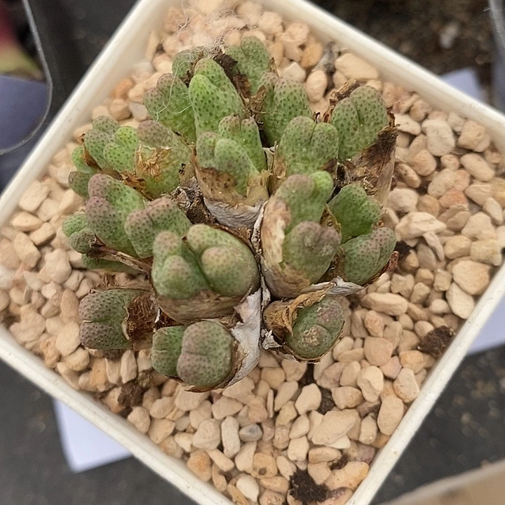 2342斑马955D一群。