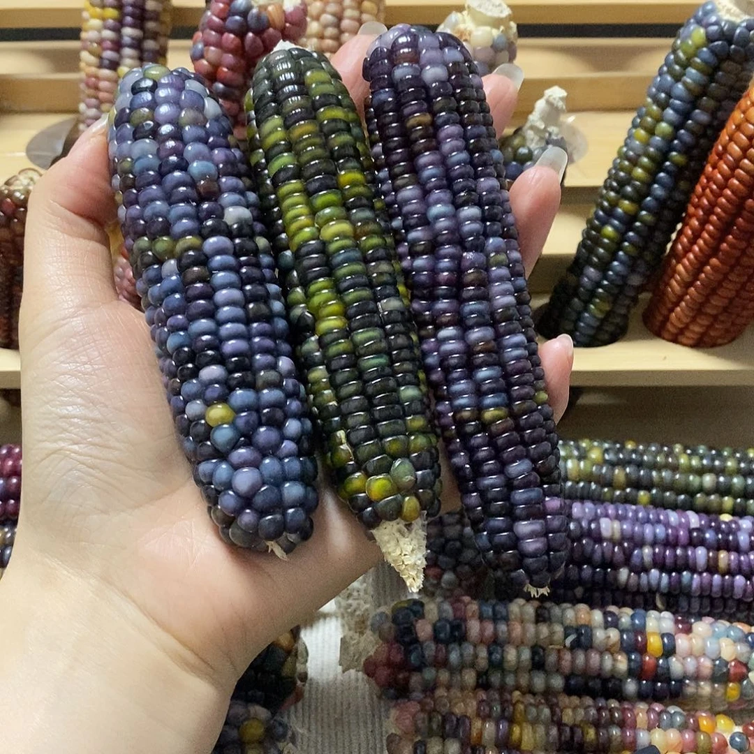 藤类文玩玉米毛料