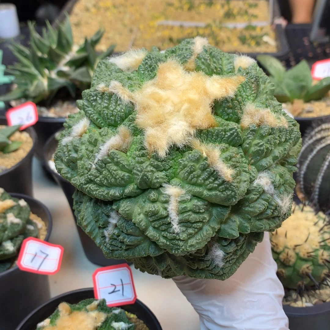 40号  苗接大尤志贺龟甲岩牡丹12公分 无根