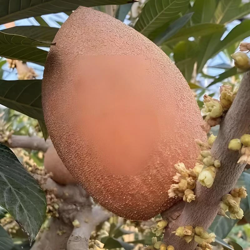 妈咪果种子四季播种阳台盆栽小院种植简单夏季开花高产水果