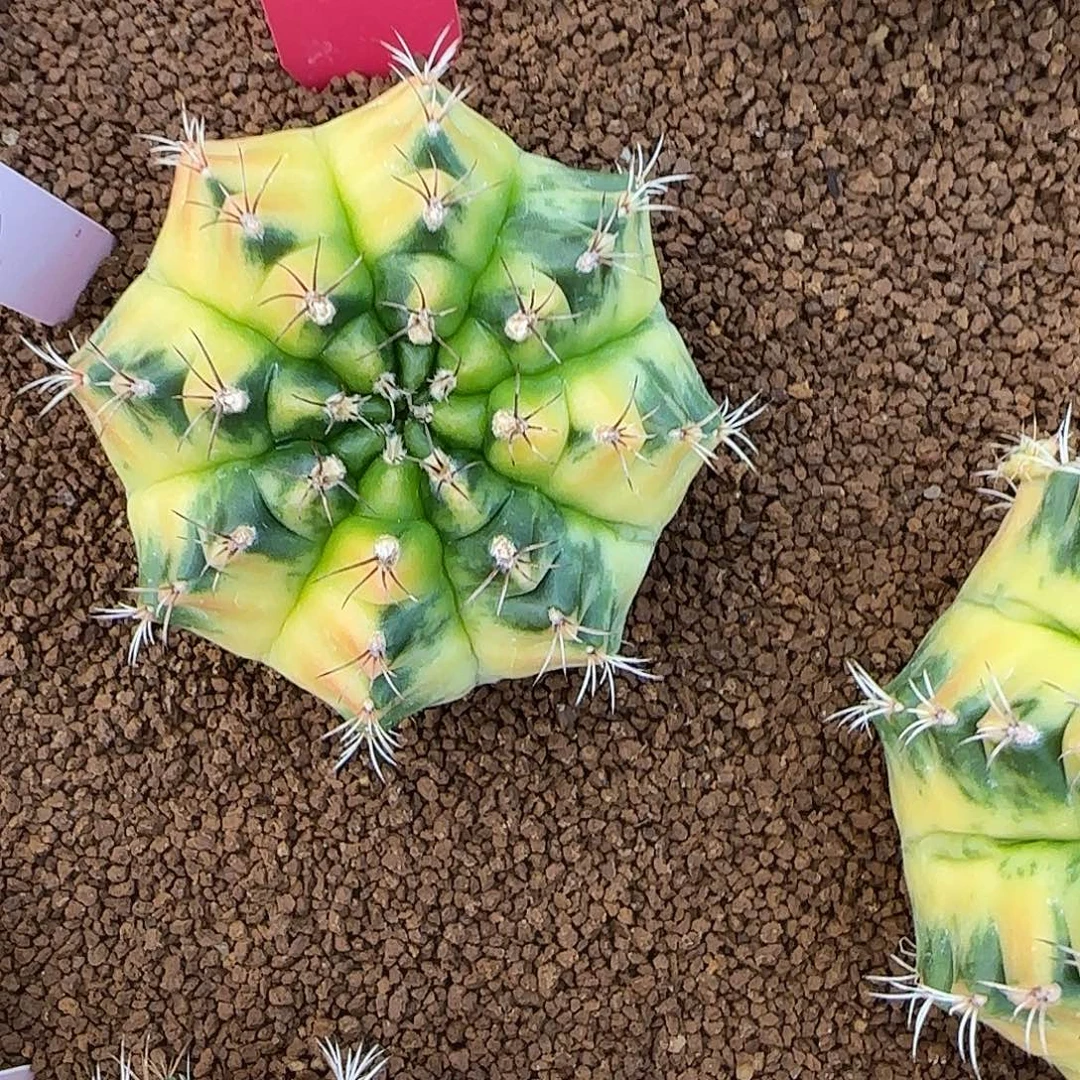 L543-1225泰国发货 奶黄包