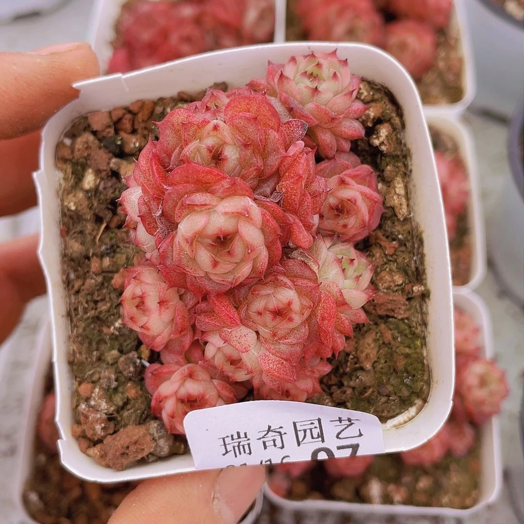 0000000000000007量拍