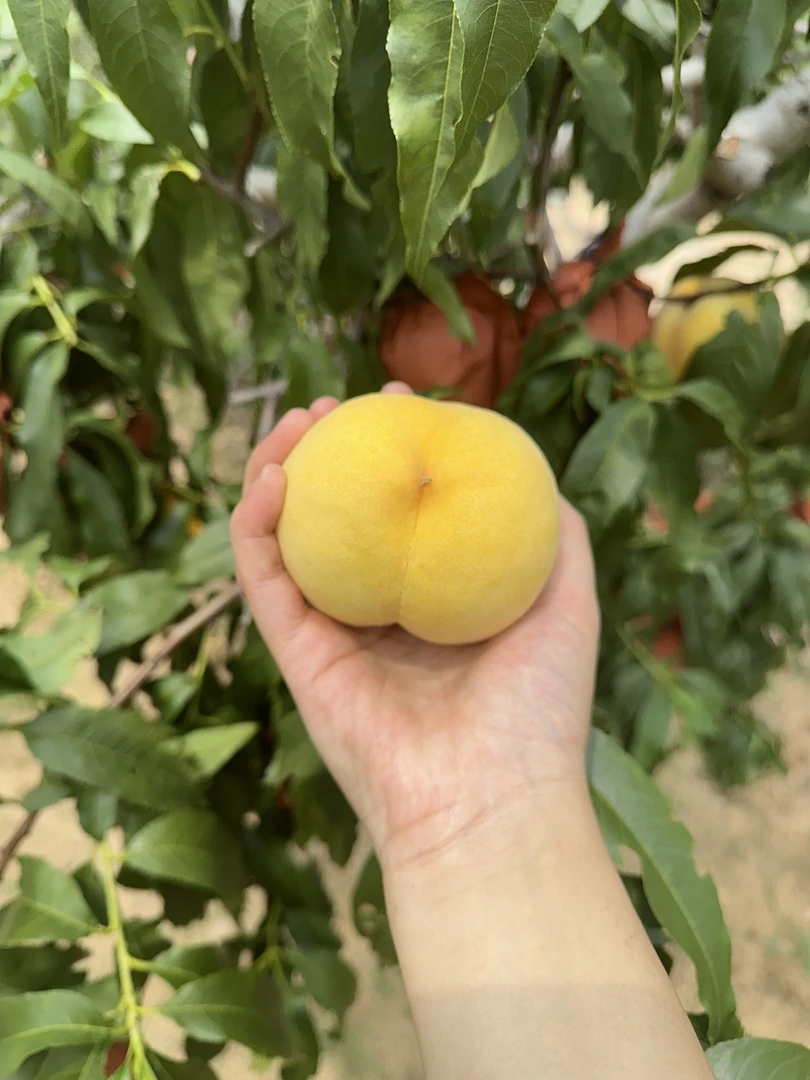 正宗蒙阴黄桃桃香浓郁又脆又甜现摘现发