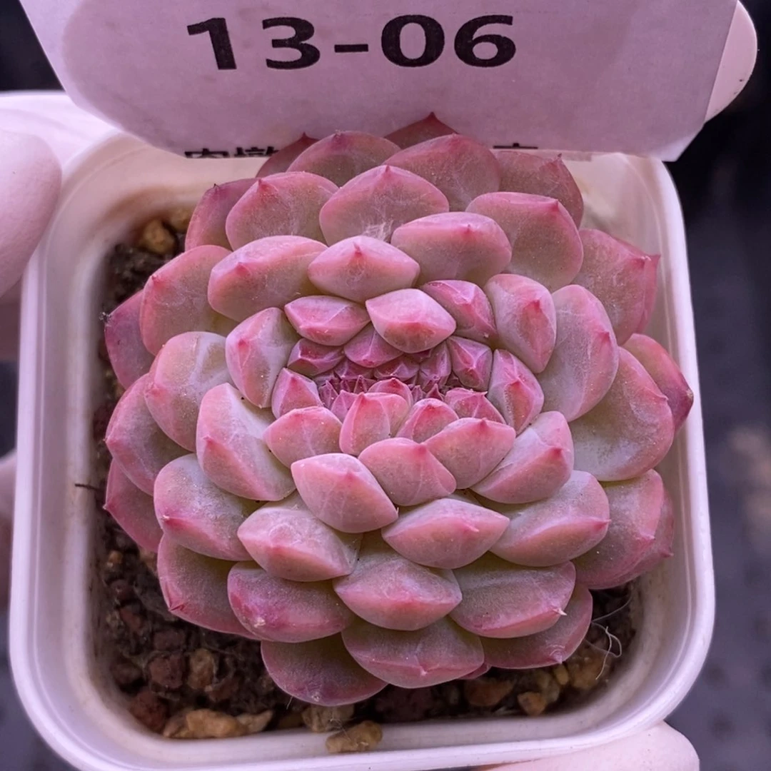 【闪购商品】13-06阿甘缀