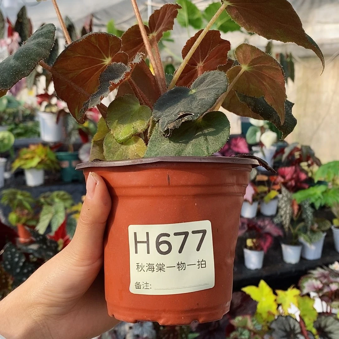 不开花植物卑***崽秋海棠677