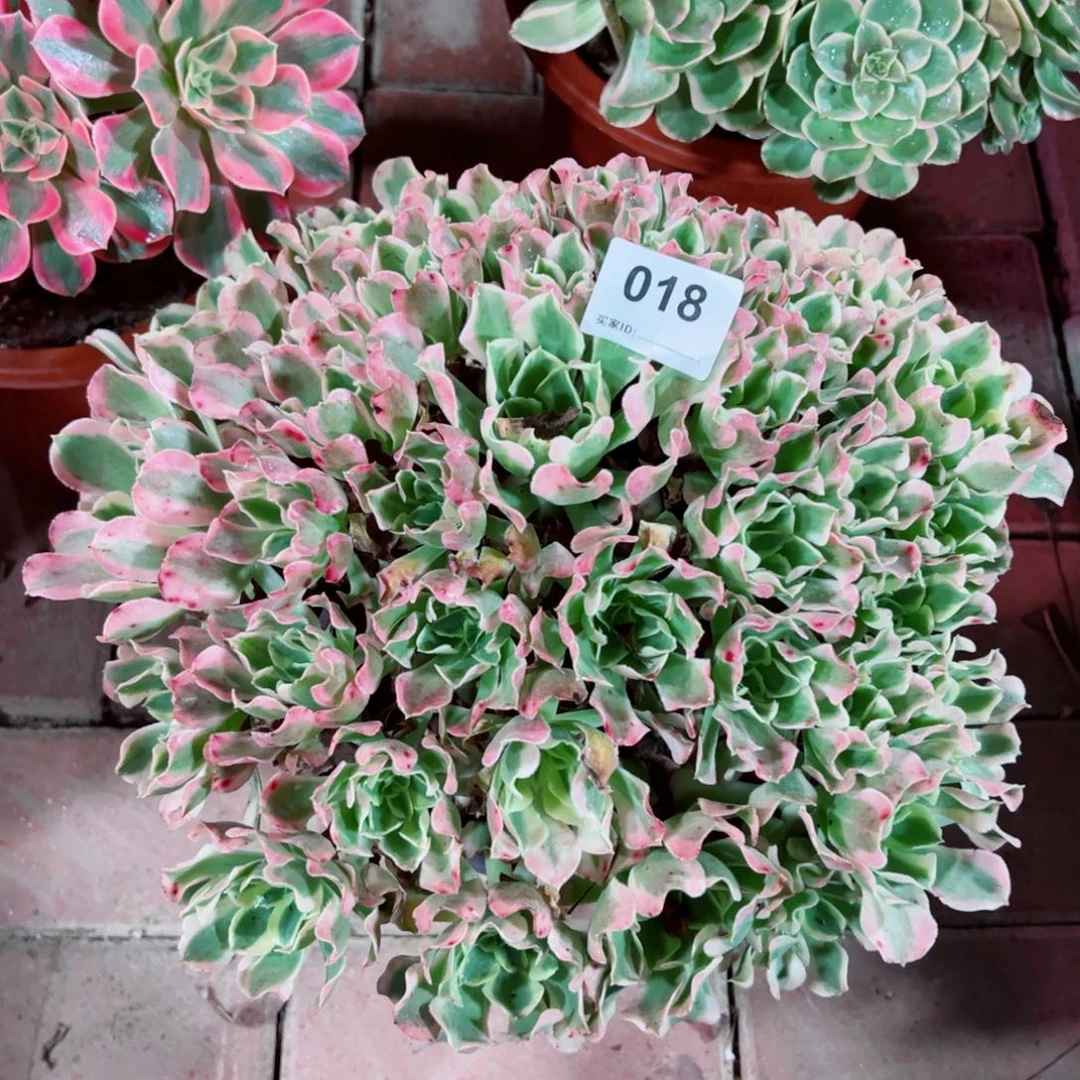 18白凤法师多肉植物
