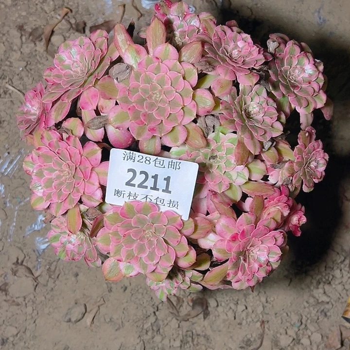 2211红铜白多肉植物