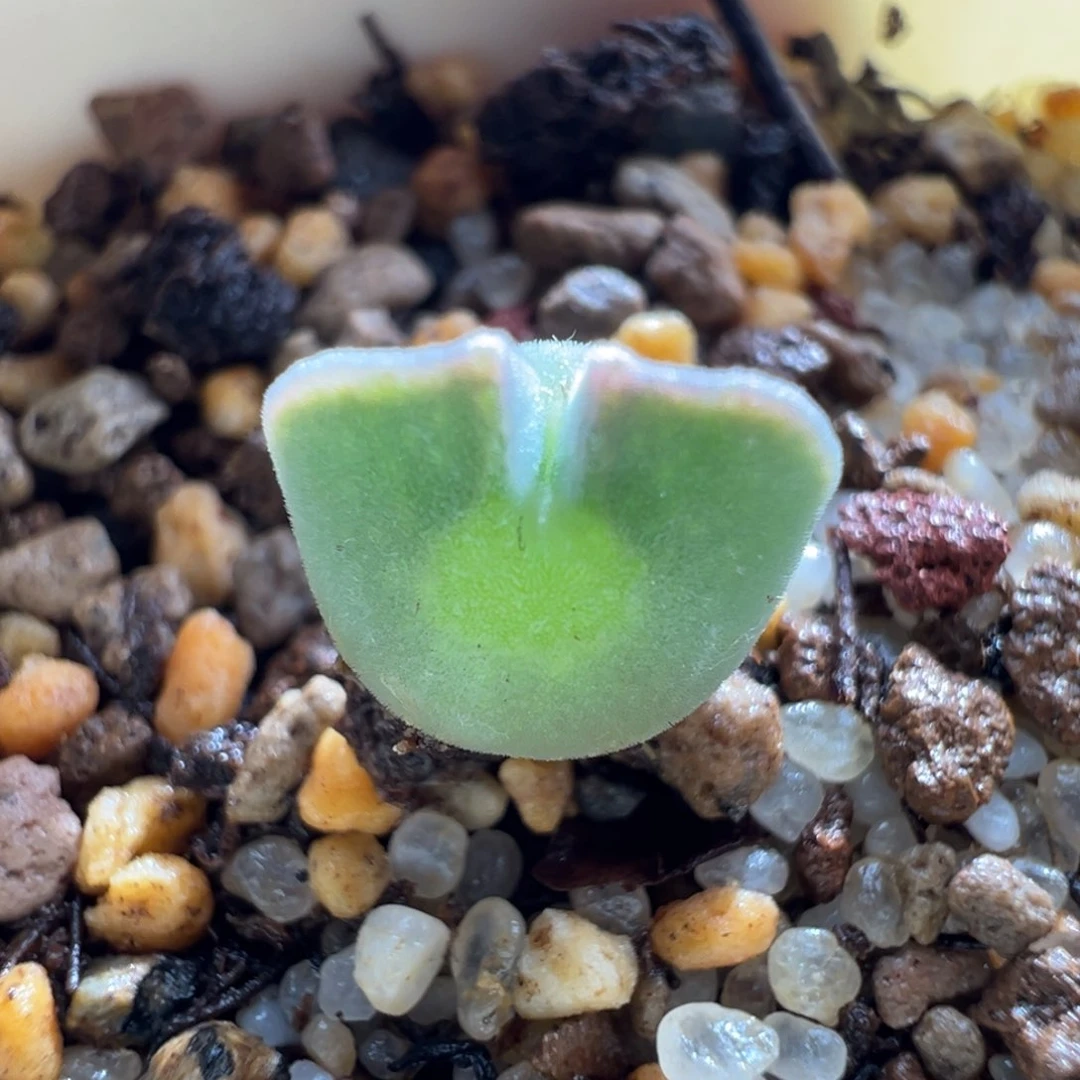 213青蛙优选大眼空蝉2.5年短短耳大眼睛