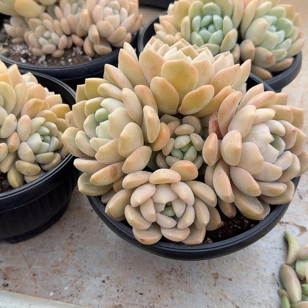 冰橙整无砍老桩群生多肉