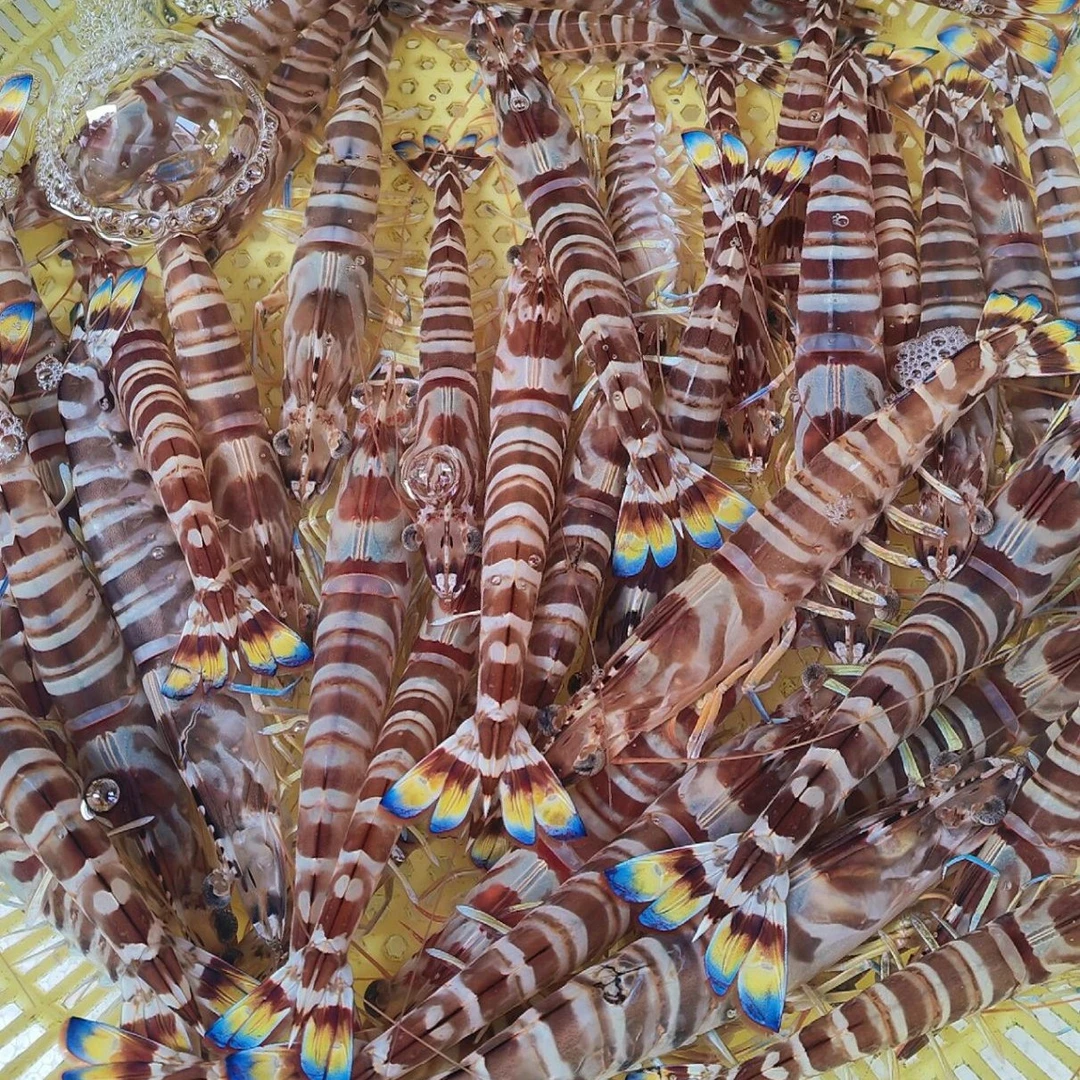 鲜活 海捕大花虾 斑节虾 500克约(4-7只）