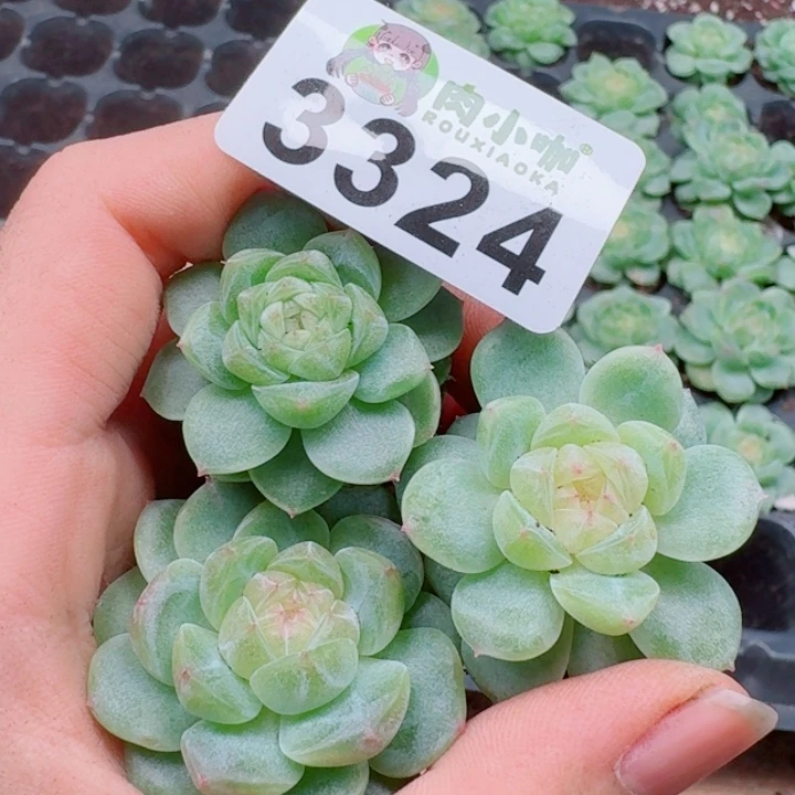 多肉植物多肉植物