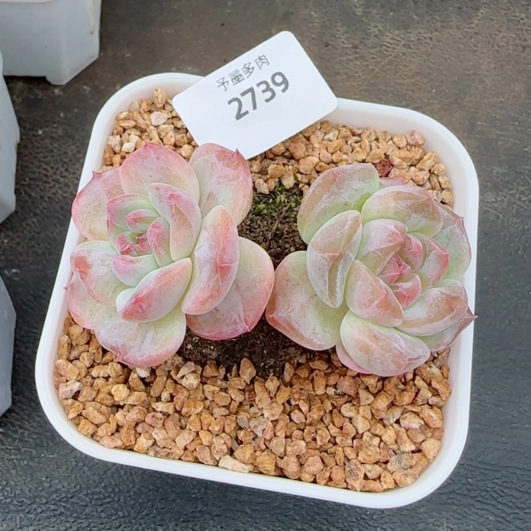冰魄粗桩，2739多肉植物