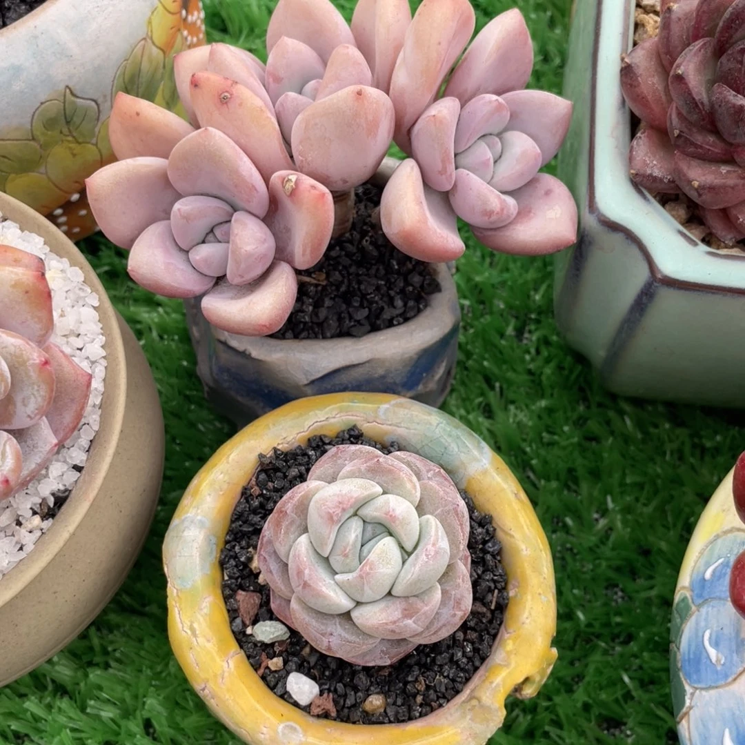 多肉植物盆栽多肉