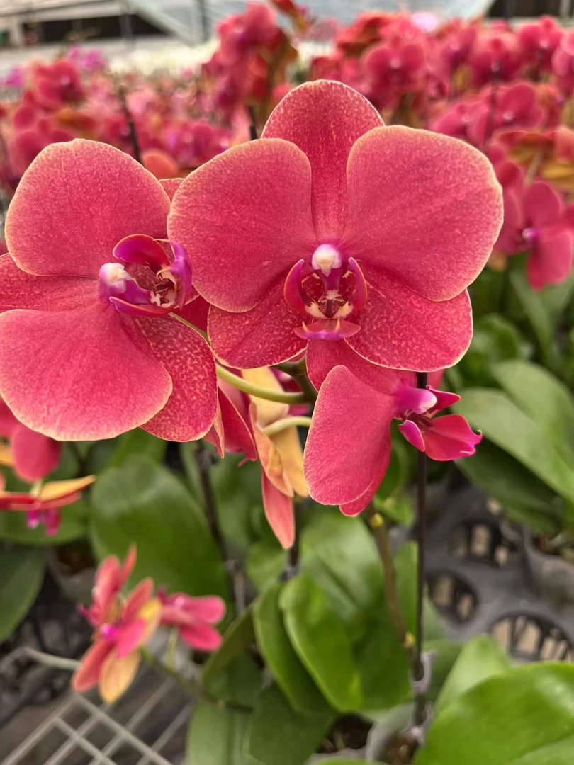 【红金桔】梦语花卉蝴蝶兰 全开花福利款单剑