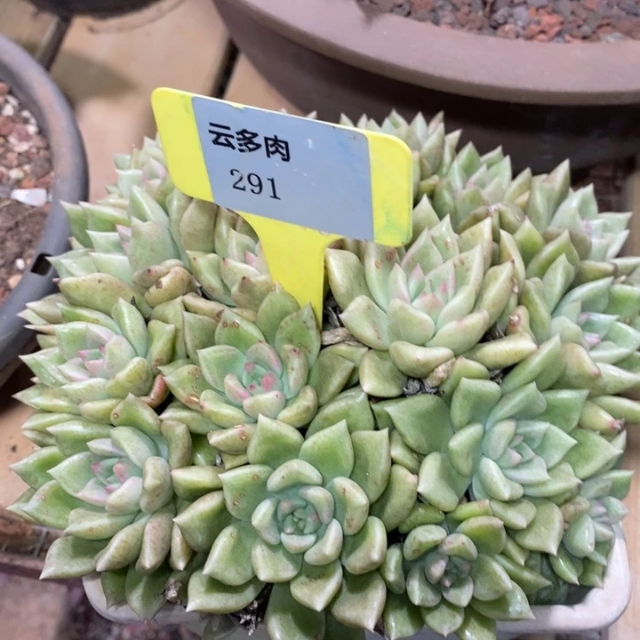 D291- 直播福利 黄金璀璨