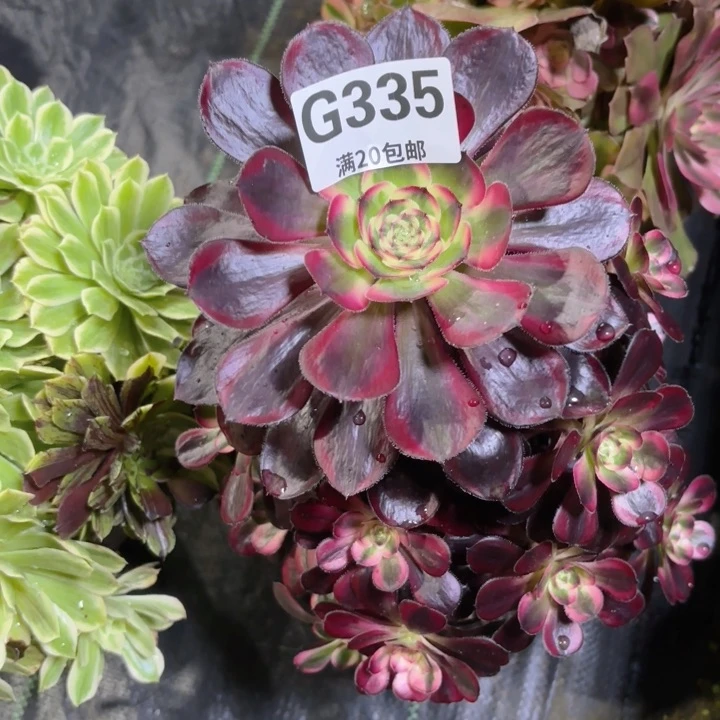 瑞妈多肉园艺335