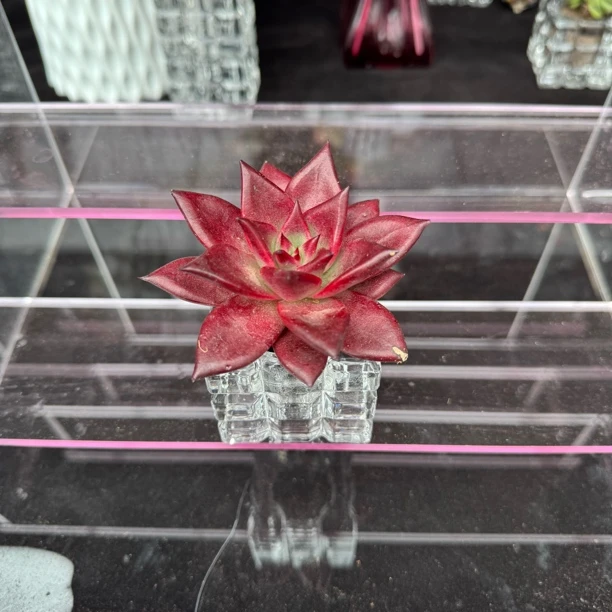 罗密欧 无土多肉植物+水晶花器