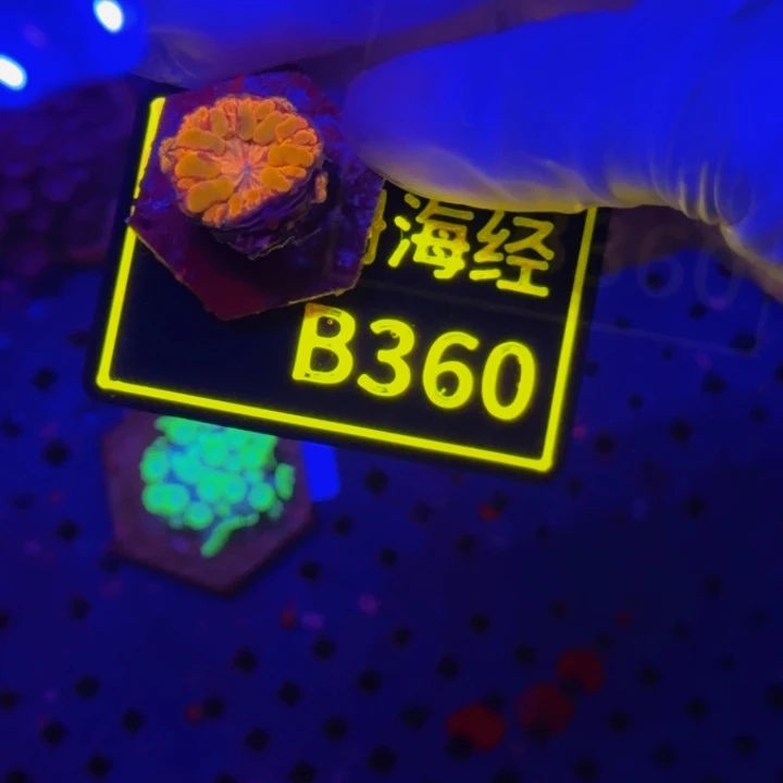 纽扣珊瑚瑾*晓晓纽扣脑B360