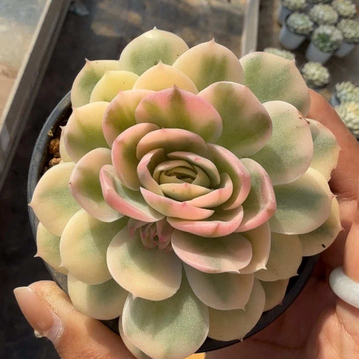 绿体昂斯诺锦 彩锦