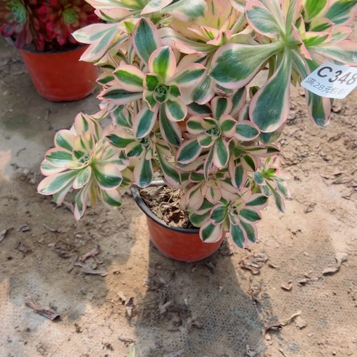 348燕姿多肉植物
