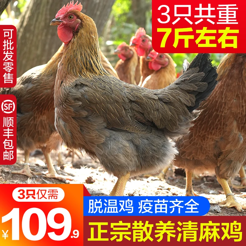 正宗散养青麻鸡 3只 整鸡现发 （3只7斤重左右）zba