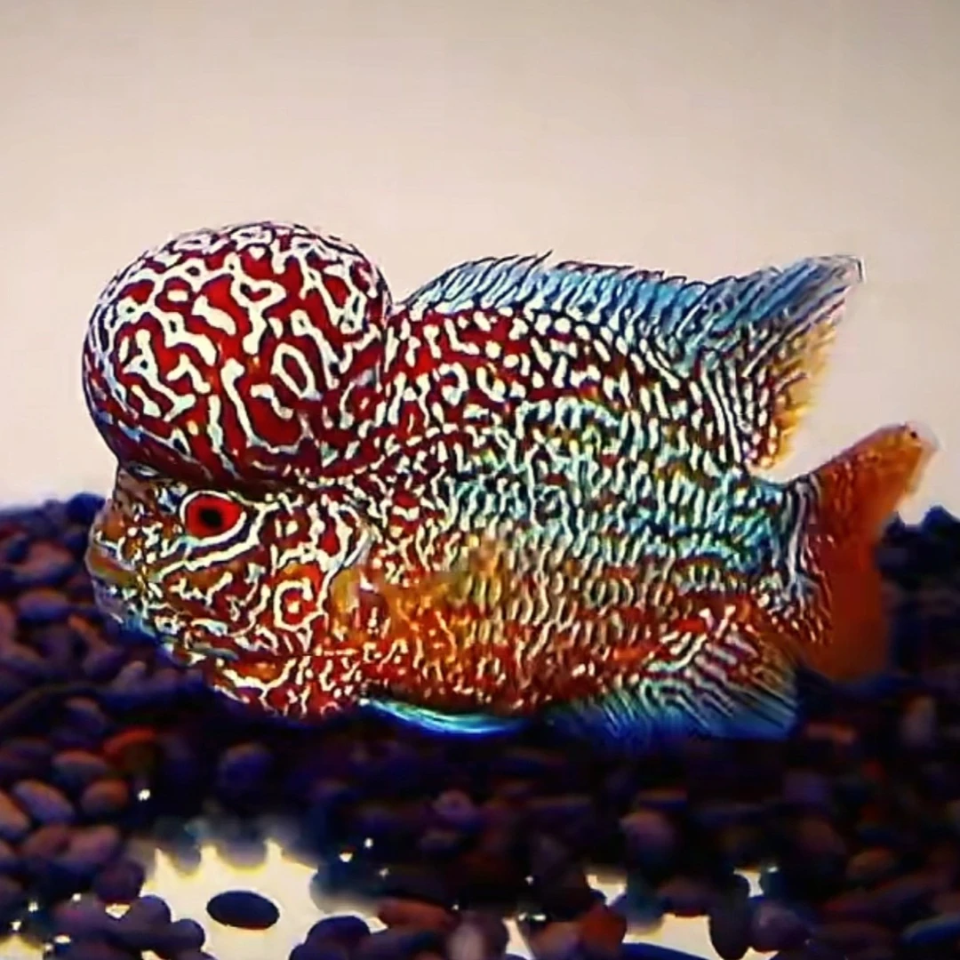 78罗汉鱼活鱼包邮鱼观赏鱼高起头热带观赏鱼好养耐活罗汉鱼品种