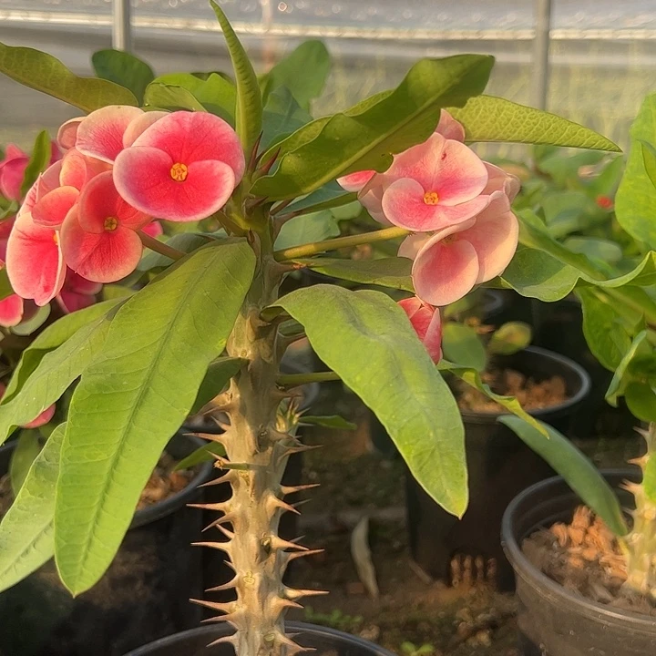 泰品扦插一物一拍