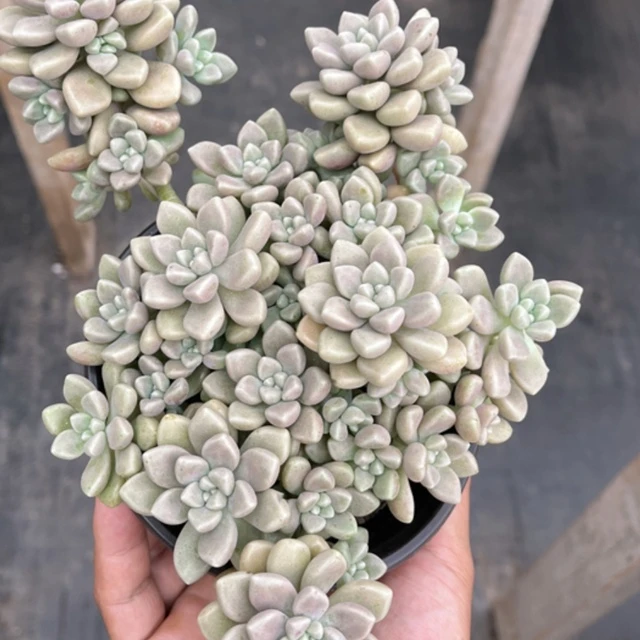 丸叶姬秋丽 带盆发货肥嘟嘟散群精品多肉植物阳台庭院好养好繁殖