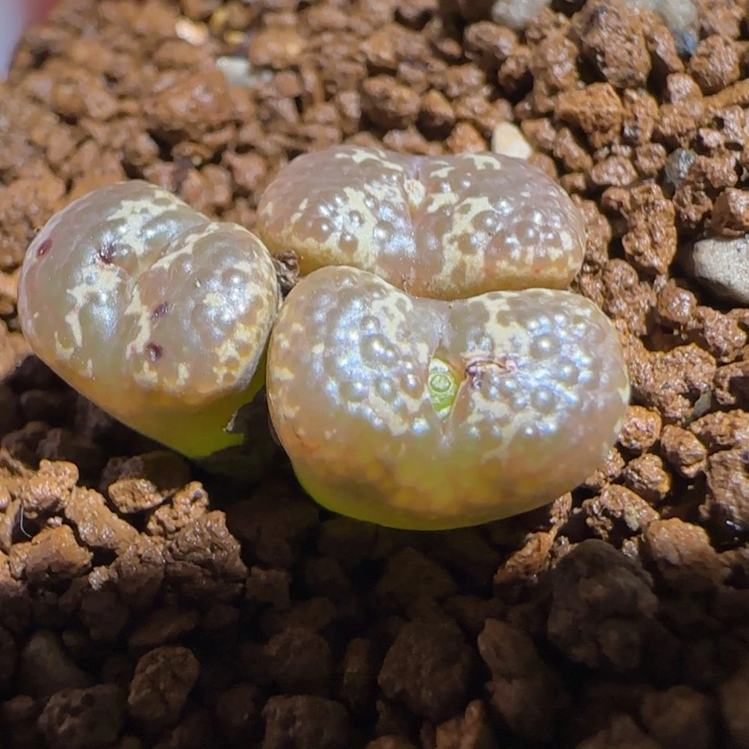 肉锥多肉植物组合-10km泡泡勋有疤771
