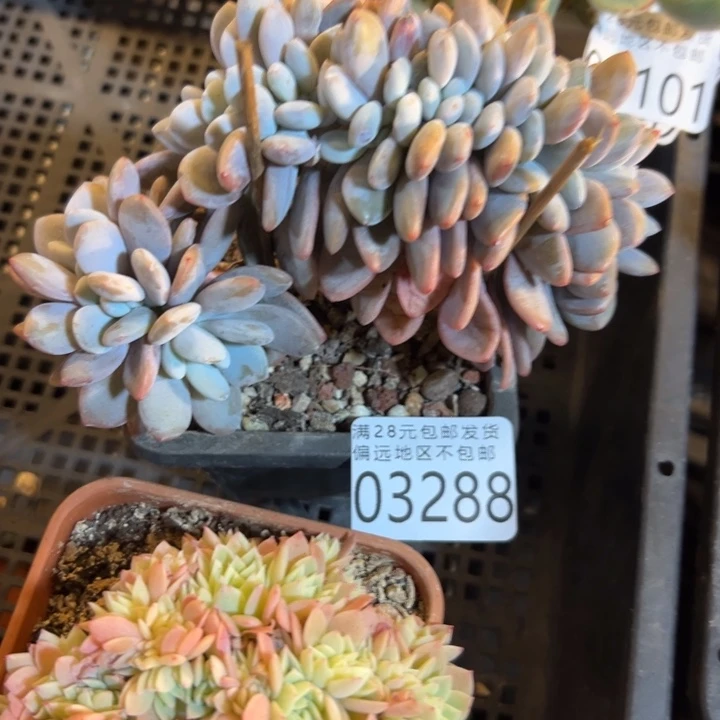 幸运的是我还没幸运