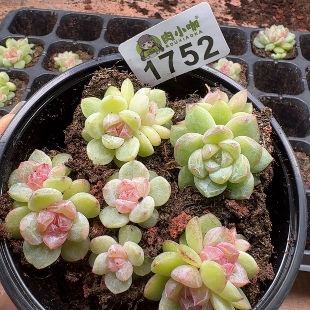 多肉植物多肉植物