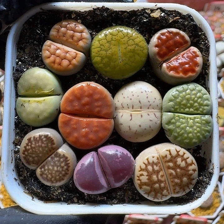 生石花111111。   222